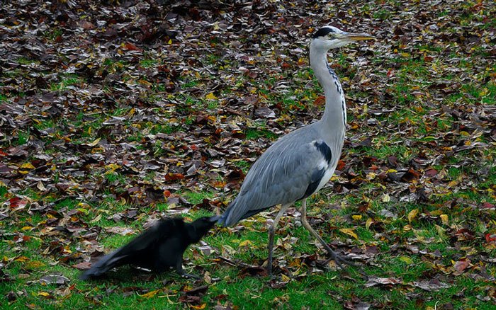 crows-tease-animals-peck-bite-tails-trolls-corvids-13