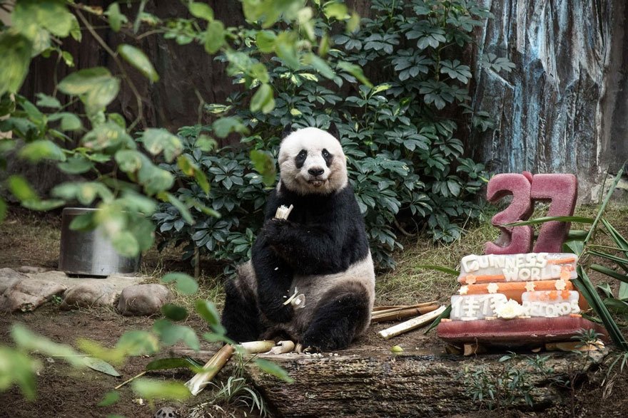 worlds-olderst-panda-celebrates-37th-birthday-4