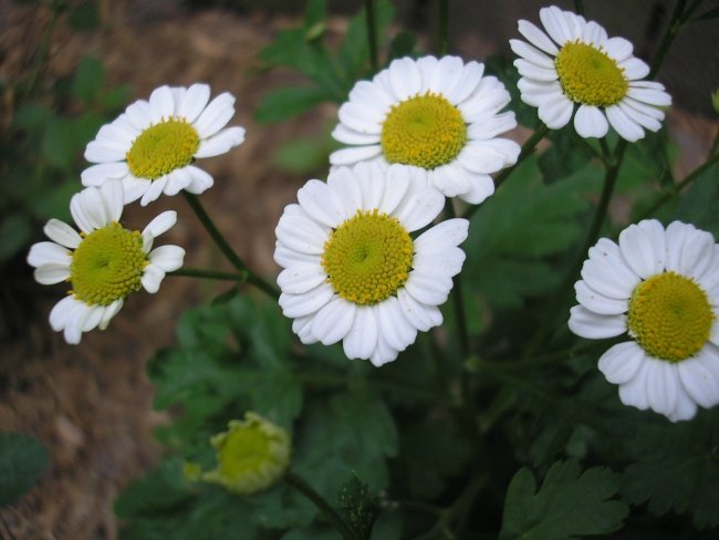 gümüşdüğme alman papatyası feverfew migren tedavisi