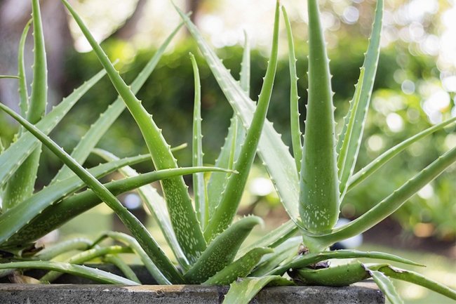 aloe vera faydalar