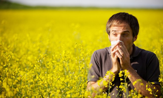 Young man in yellow canola field blowing his nose and suffering from pollen allergy.