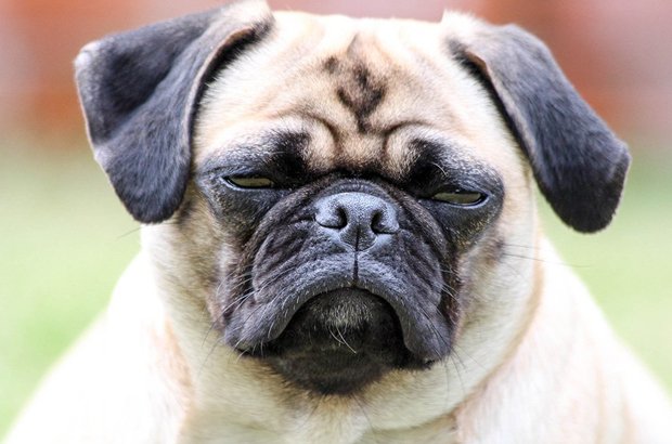 pug-surat